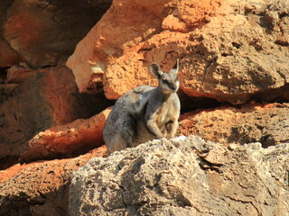 Rock wallaby in Cape Range National Park, Western Australia  © Frozigraphie
