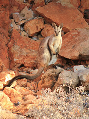 Rock wallaby in Cape Range National Park, Western Australia 