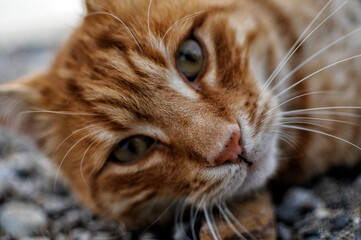 Beautiful Red Cat with Light Yellow Eyes in Summer Sunbeams.Close up yellow cat face.