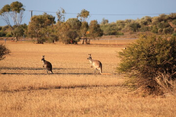 Red Kangaroo in a dry Western Australia landscape at sunset