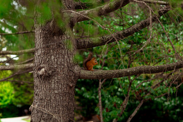 Fototapeta premium red squirrel sitting on a brown tree