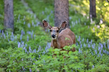 Buck