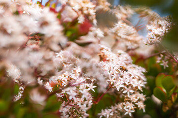 Jade plant in bloom and bee. Close up of beautiful star-shaped white and pink small flowers of an evergreen Jade plant