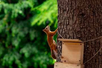 red, fluffy squirrel sitting on a brown tree
