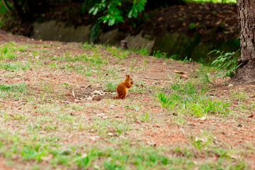 squirrel sits on the ground and nibbles nuts