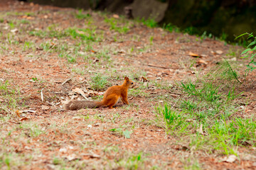 squirrel sits on the ground and nibbles nuts