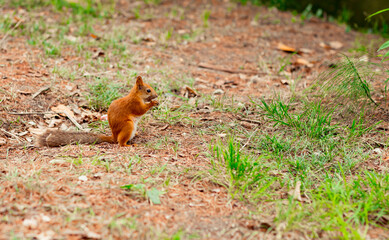 squirrel sits on the ground and nibbles nuts