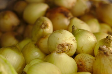 Onion or white pea with a round or spherical appearance used in the season of food