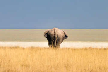 Elephant at the edge of the Etosha Salt Pan