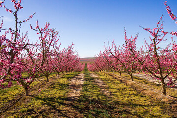 Aitona, Lerida Lleida, Spain: pink fields of flowering peach trees. Spectacular colored blossoming in the early spring under blue clouds. First signs of spring.