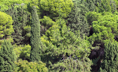 Green thickets of trees in the sunlight