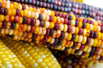 ear of colored corn close up