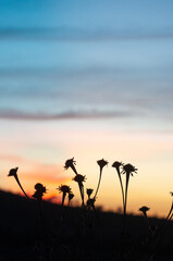 Dried sunflowers at sunset or sunrise with blue, pink and black colors