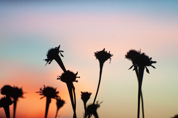 Dried sunflowers at sunset or sunrise with blue, pink and black colors