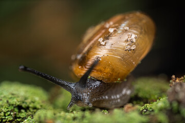 Very close magnification macro photograph of a garden snail