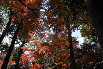 日本・埼玉の紅葉