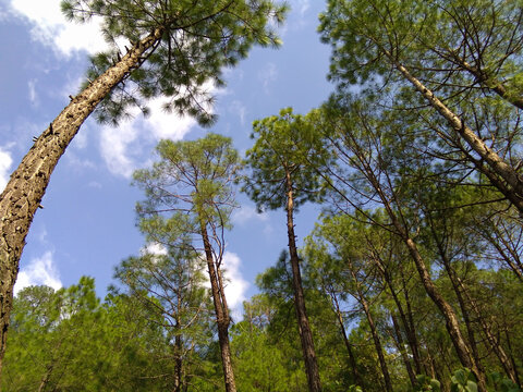picture of pine trees in forest. himachal pradesh, India.