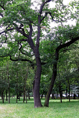 Tronco de arvore no bosque Bois de Bolonhe. Paris. França. Europa