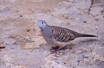 Doubt eye of Java dove on old concrete floor