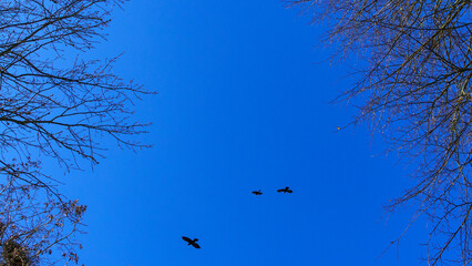 Bare tree branches and a large group of birds, flying against blue sky. Flying bird silhouettes. Space for text.
