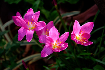 Sunlight drop on pink rain lily flowers in the garden