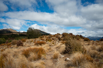 Bealey Spur Track among tussock grassland in Arthur's Pass National Park, New Zealand