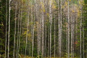 Obraz premium dense taiga autumn yellow forest