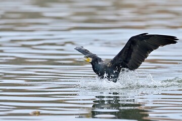 カワウのダイナミックな着水シーン