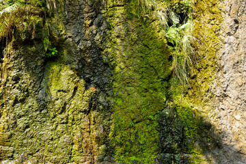 Lush tropical rock garden with different shades of green.  