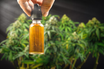 Fototapeta premium Hand holding bottle of CBD Cannabis oil against Marijuana plant