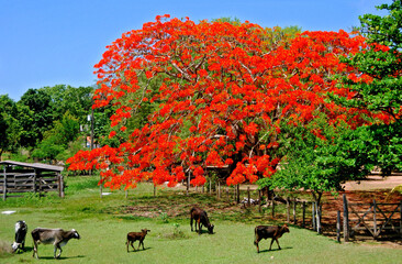 Arvores. Flamboyant ( Delonix regia). Mato Grosso