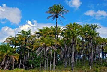 Planta&ccedil;ao de palmeiras de Dende (Elaeis guineensis). Bahia