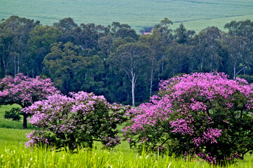 Árvore Paineira ( Chorisia speciosa). Sao Paulo