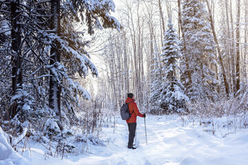 Man with nordic walking poles hiking in snow-covered winter nature. Outdoor Winter Activity And...