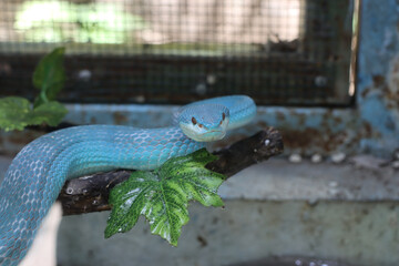 Blue viper snake on branch, viper snake, blue insularis
