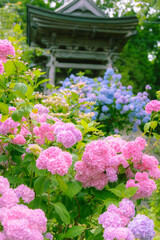 Obraz premium あじさい，紫陽花