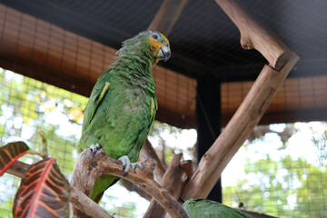 Obraz premium green and yellow parrot