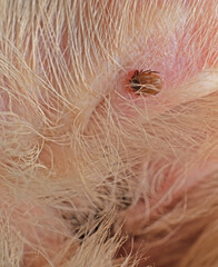 Closeup image of a tick on a dog