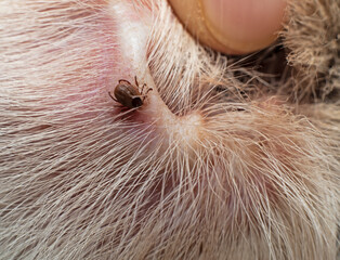 Closeup image of a tick on a dog