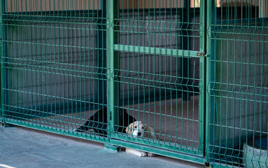 Dog in the animal shelter.