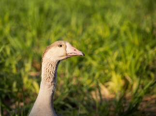 A goose wandering in the grass