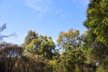 eucalypt tree branches against blue sky