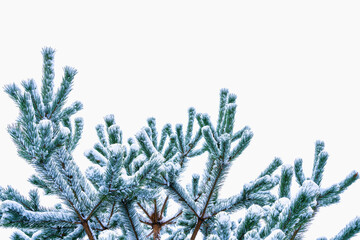Snow-covered pine tree against the sky in the clouds as a layout for congratulations. The concept...