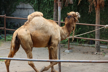 camel at the zoo