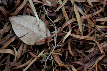 a pile of brown toned leaves. shows a combination of leaves in shape and color. elements of fall in Murrieta California.