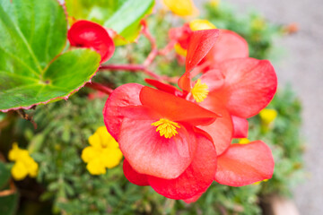 赤い花
