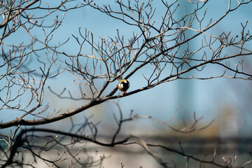 木枝に留まって木の実を食べるシジュウカラ