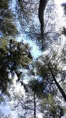 Obraz premium The tops of the pine trees