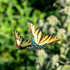 two butterflies in sync