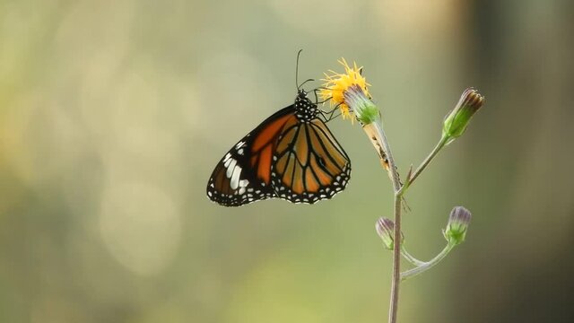 Beautiful butterflies are foraging from flowers.